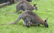 Pays-Bas: un wallaby errant fait bondir le coeur d'une ville