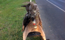 Australie: un kangourou retrouvé abattu, vêtu d'un imprimé léopard