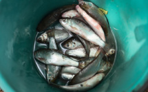 Santé contre tradition: les médecins thaïs combattent un plat de poisson cancérigène
