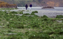 Algues vertes en Côtes-d'Armor: des plages fermées, de nouvelles zones à risques signalées