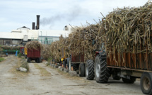 La Réunion: Le prix de la tonne de cannes  enflamme le monde agricole