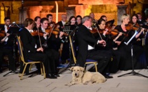 Turquie: un chien mélomane nouvelle star des réseaux sociaux