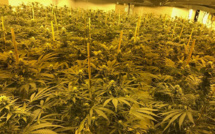 Quand la culture locale bouscule le paysage du cannabis en France