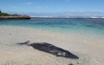 Un baleineau s'échoue sur une plage de Rimatara