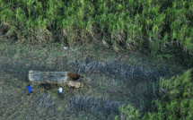 La Réunion: enlisement du conflit entre les planteurs de cannes à sucre et le groupe Tereos