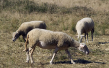 Norvège: des dizaines de vététistes mis KO par des déjections de mouton