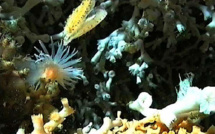 Dans les profondeurs, les coraux brillent pour survivre