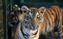 Nouvelle vie en France pour trois tigres secourus au Liban