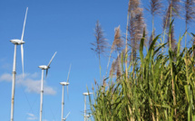 La Réunion: fin du conflit autour du prix de la canne à sucre