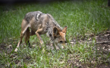 L'extinction de masse des animaux s'accélère