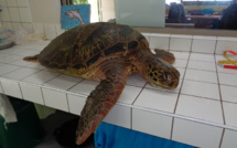 Pêche illégale de tortues à Moorea, deux braconniers chez les gendarmes