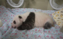 Le petit panda né au Japon passe le cap d'un mois en bonne santé