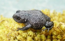 Pérou: saisie de 1.520 crapauds destinés à des préparations aphrodisiaques