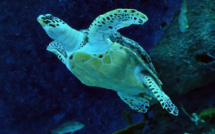 Gironde: une tortue luth de plus de 300 kg retrouvée morte sur une plage