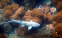 Les requins utilisent leurs épaules pour manger