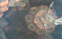 Fukushima : un robot parvient à inspecter l'enceinte d'un réacteur saccagé