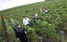 Vers une vendange "historiquement basse" en France après les gels du printemps