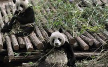 Zoo de Beauval : pour la première fois, une femelle panda en gestation en France