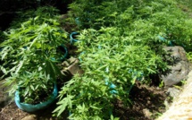 Découverte de plants de cannabis à Rurutu