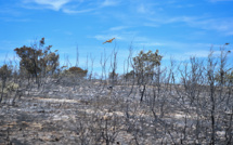 Incendies dans le Sud-Est: trois hommes présentés au juge