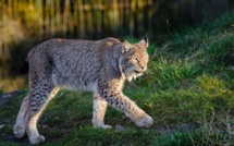 Manche: un félin en liberté signalé, la préfecture met en garde la population