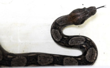 Attaquée par son boa, elle appelle les pompiers, qui décapitent le serpent