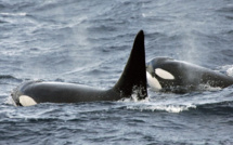 En Russie, la chasse à outrance de bélougas et orques inquiète les scientifiques