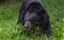Suède: un ours tue un soigneur dans un parc animalier