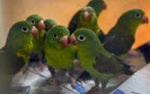 1.000 animaux morts trouvés dans un local commercial près de Los Angeles