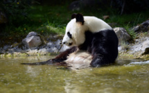 Le zoo de Beauval aux petits soins pour le premier bébé panda de France