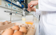 Oeufs contaminés: les Pays-Bas abattent des poules, la Belgique promet la "transparence"