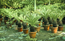 Carnet de voyage - Ce palmier pourrait rendre son vrai visage à Rapa Nui