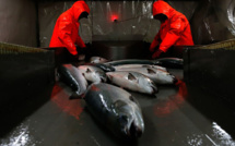 Du saumon transgénique vendu au Canada inquiète les écologistes