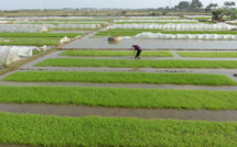 Au Vietnam, la crevette, bonne fortune des riziculteurs