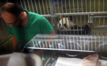 Page enfant : Deux pandas nés en captivité en France