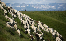 Près de 300 brebis tuées en un mois dans les Pyrénées: l'ours accusé