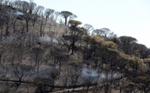 Saint-Tropez: après les incendies, des aides pour restaurer un paysage unique