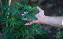 Remède ou drogue: le cannabis "thérapeutique" fait débat en Afrique du Sud