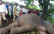 Inde: un éléphant tueur abattu par "l'un des meilleurs chasseurs" du pays