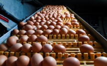 L'Espagne découvre à son tour des ovoproduits contaminés au fipronil