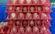 Des oeufs contaminés en Asie, l'UE convoque les pays touchés