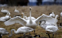 GB: un cygne sur la voie? "Mais roulez dessus, bordel!"