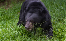 Une ourse, qui avait blessé un promeneur, abattue en Italie