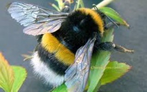 Les bourdons menacés d'extinction par un pesticide néonicotinoïde (étude)