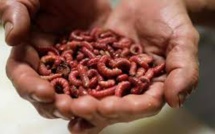 Suisse : des denrées à base d'insectes dans les supermarchés