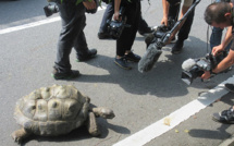 Japon: une tortue géante retrouvée à 140m du zoo après une escapade de deux semaines