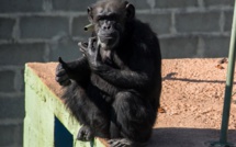 Une chimpanzée déprimée se refait une santé au Brésil