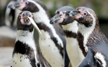 Pour protéger les pingouins, le Chili dit non à un projet minier