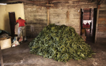 A Madagascar, le prix de la vanille face à une flambée historique