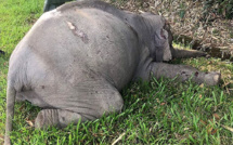 Malaisie: un éléphant tué par un car de touristes